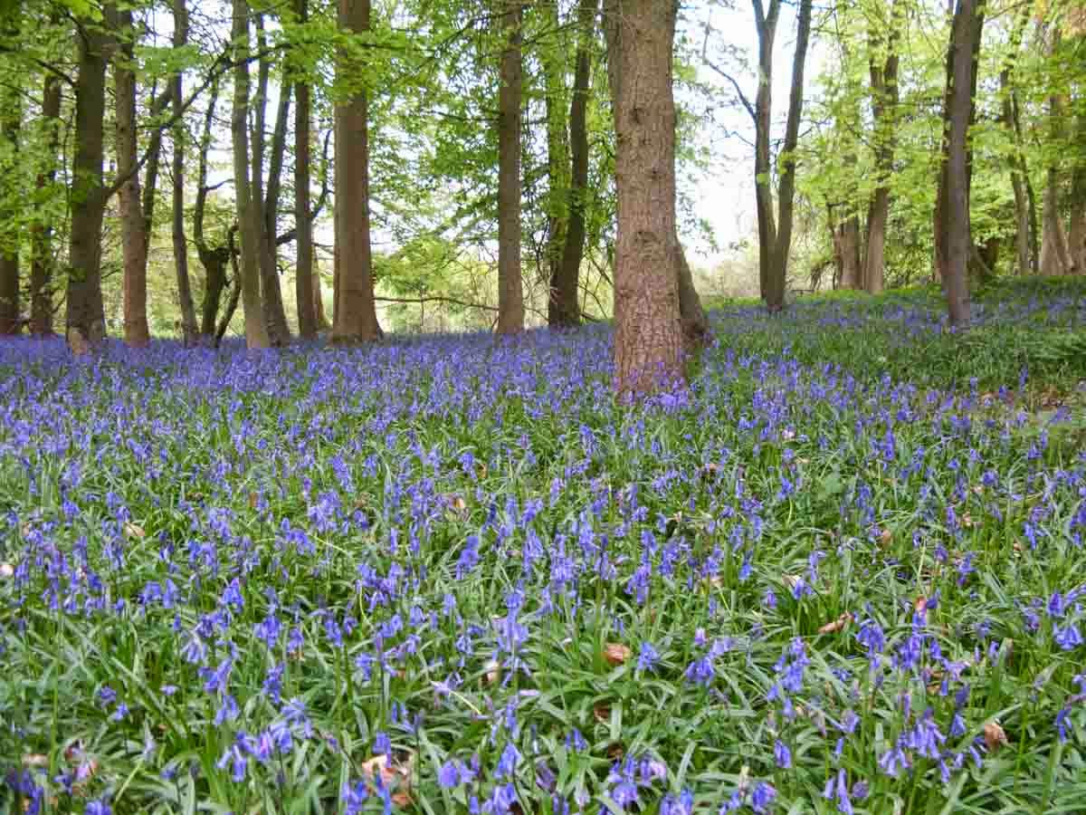 British woodland with bluebells in bloom