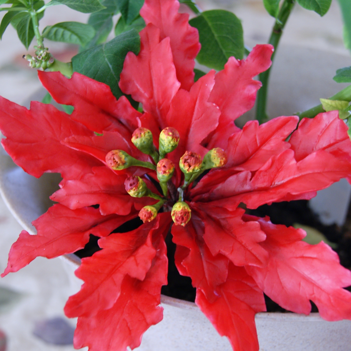 Todo Flores de Porcelana Fria Flores Navidad Todo Flores de Porcelana Fria Flores Navidad