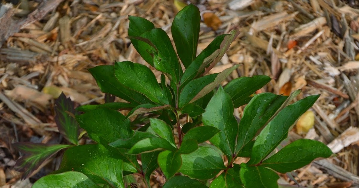 Southern Peony 2014 Tree Peony with Herbaceous Nurse Root Growth