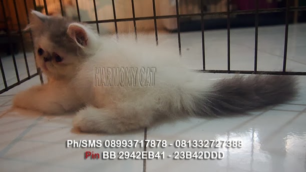 Hamster Dan Kucing Murah Surabaya Kucing Pesek hamster dan kucing murah surabaya kucing pesek