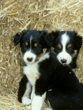 border collie puppies border collie puppies images puppies pictures border collie puppies border collie puppies images puppies pictures