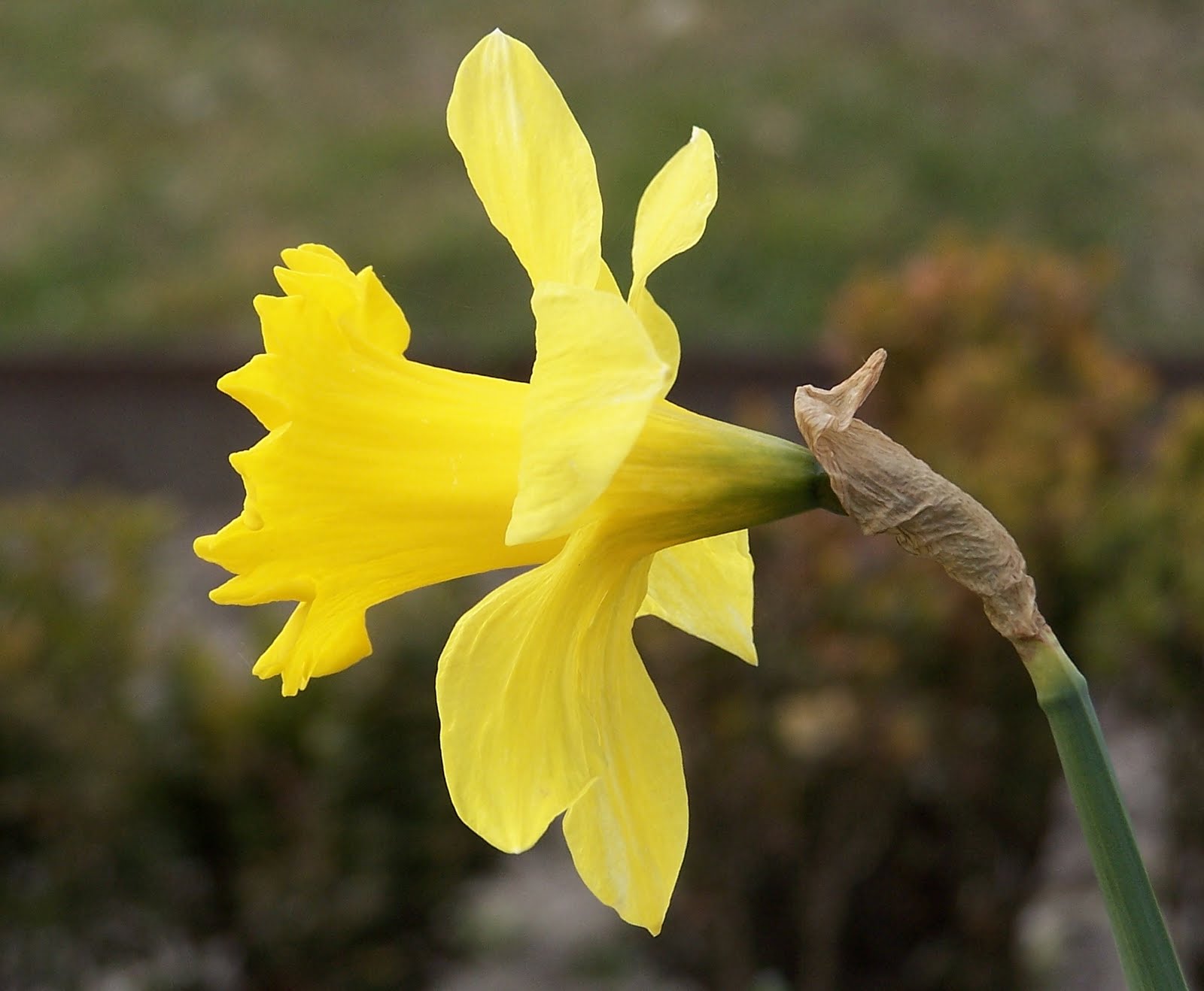 Flower Picture Narcissus
