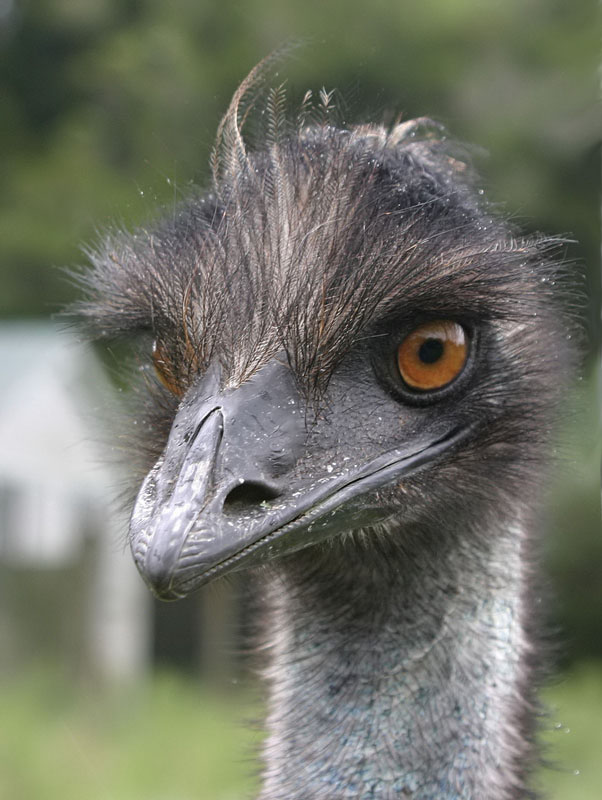 Excited emu