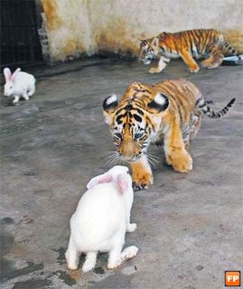 funny tiger