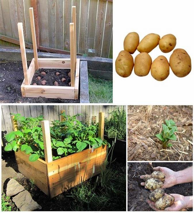 Gardening How to Grow 100 Pounds of Potatoes in Only 4 Square Feet