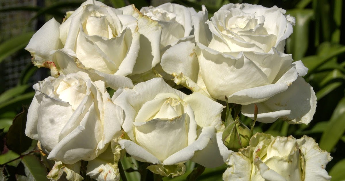 Organic Garden Dreams March Roses