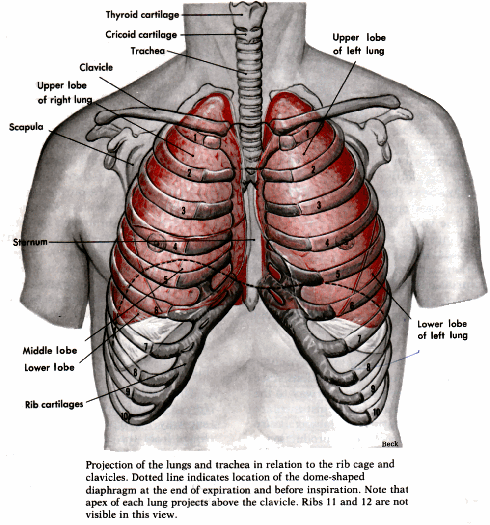 Alan: Lungs Style