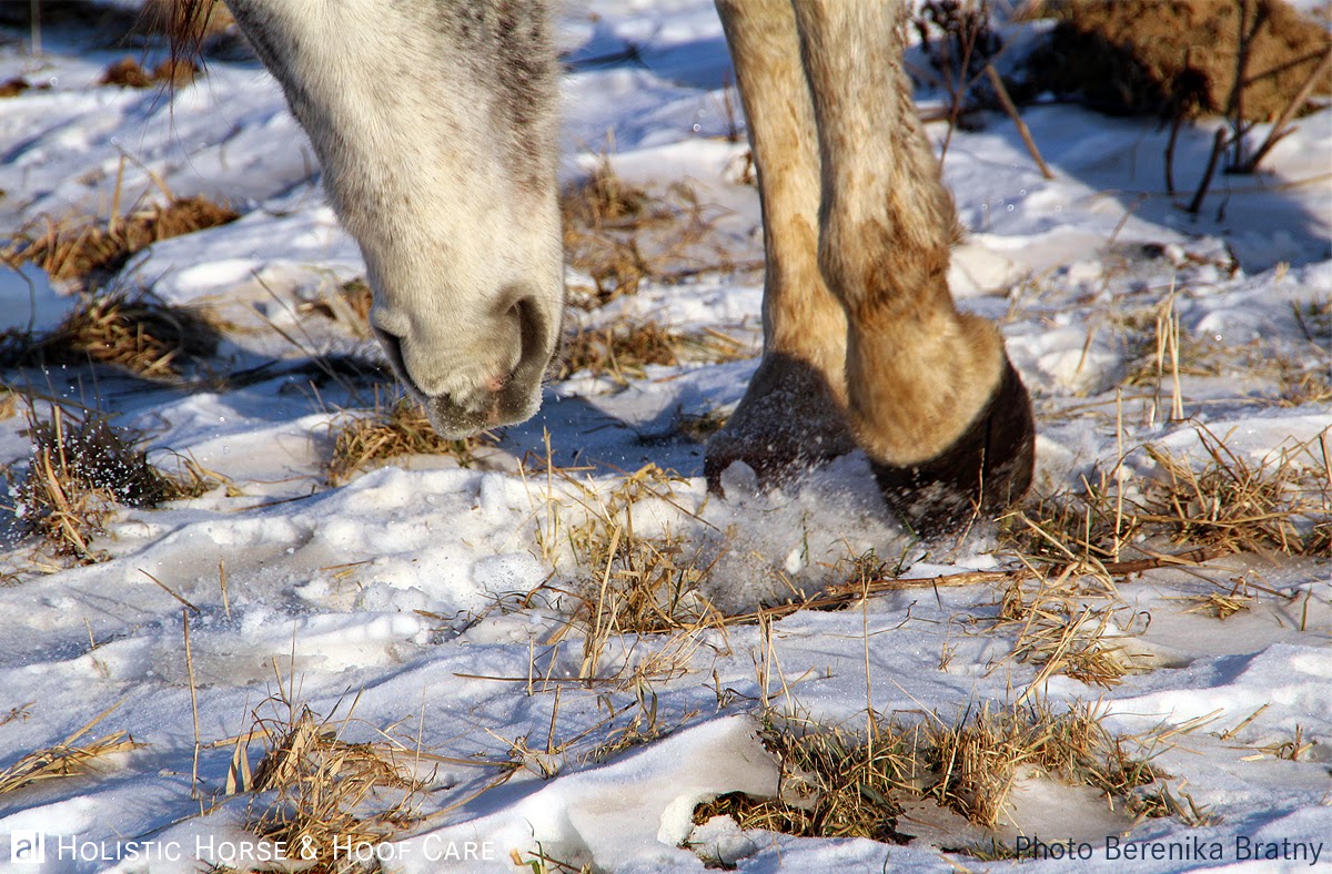 al Holistic Horse & Hoof Care Thermoregulation in horses in a cold