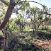Uma “mancha” de Cerrado no estado do Paraná