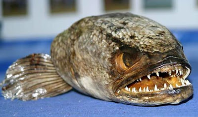 Gambar aneh ikan monster