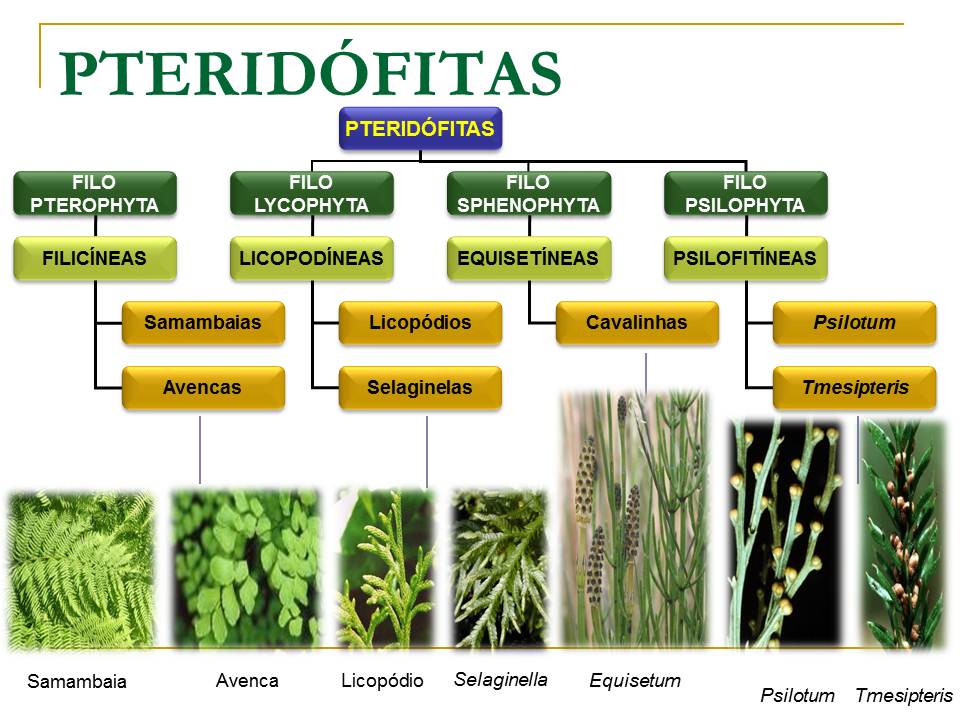Professor Jimmy Oliveira
