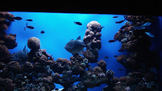 Palma Aquarium