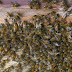 Abejas africanizadas atacan a más de 50 personas en Estelí.