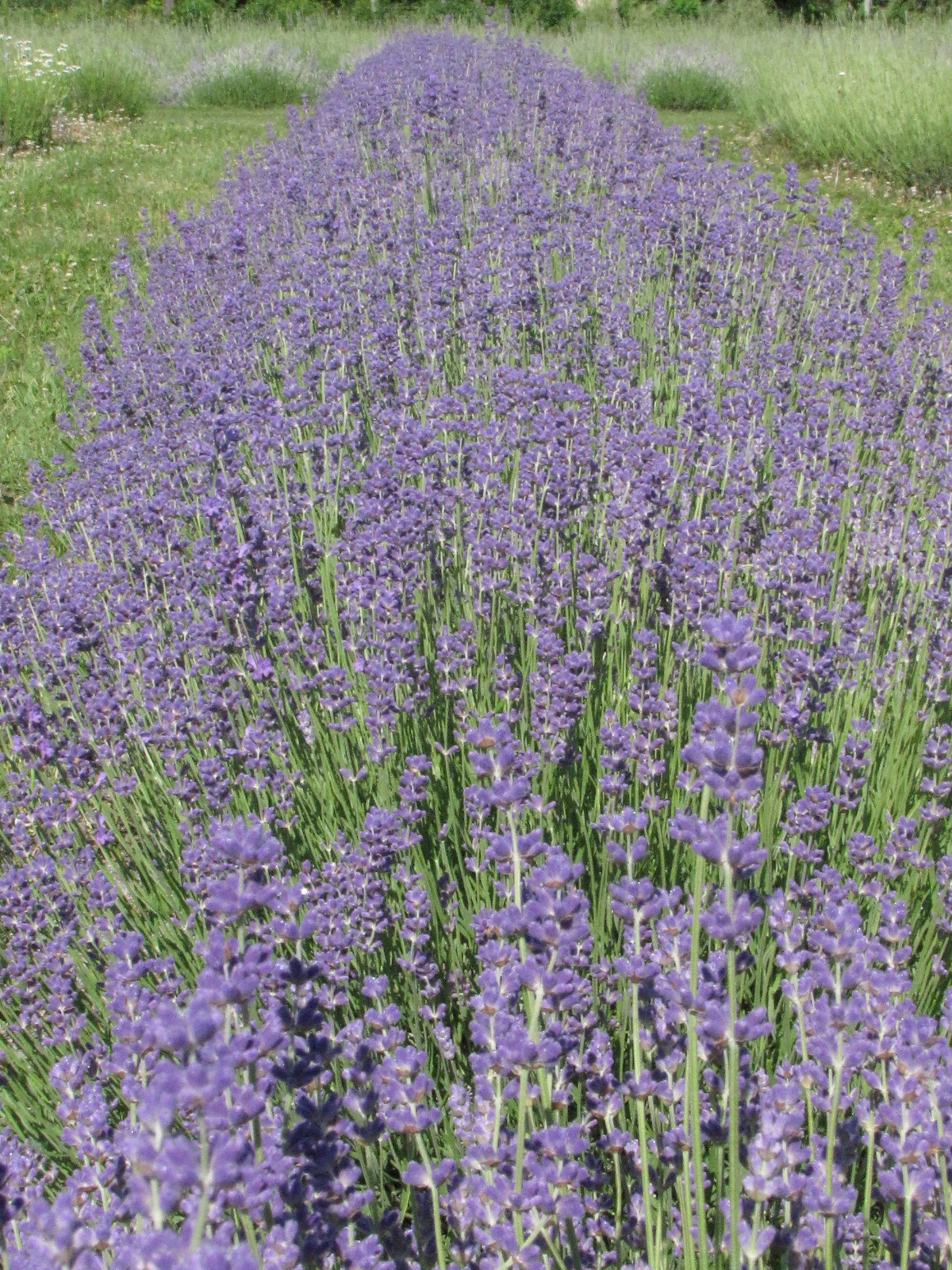 Lockwood Lavender Farm U Pick Lavender this Weekend