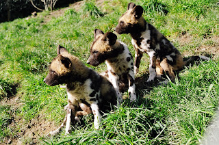 little cute puppies of african painted dog