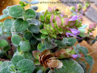 Origanum dictamnus