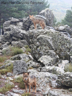 2015-10-06-Robledo%2Bcentro%2Bdel%2BLobo