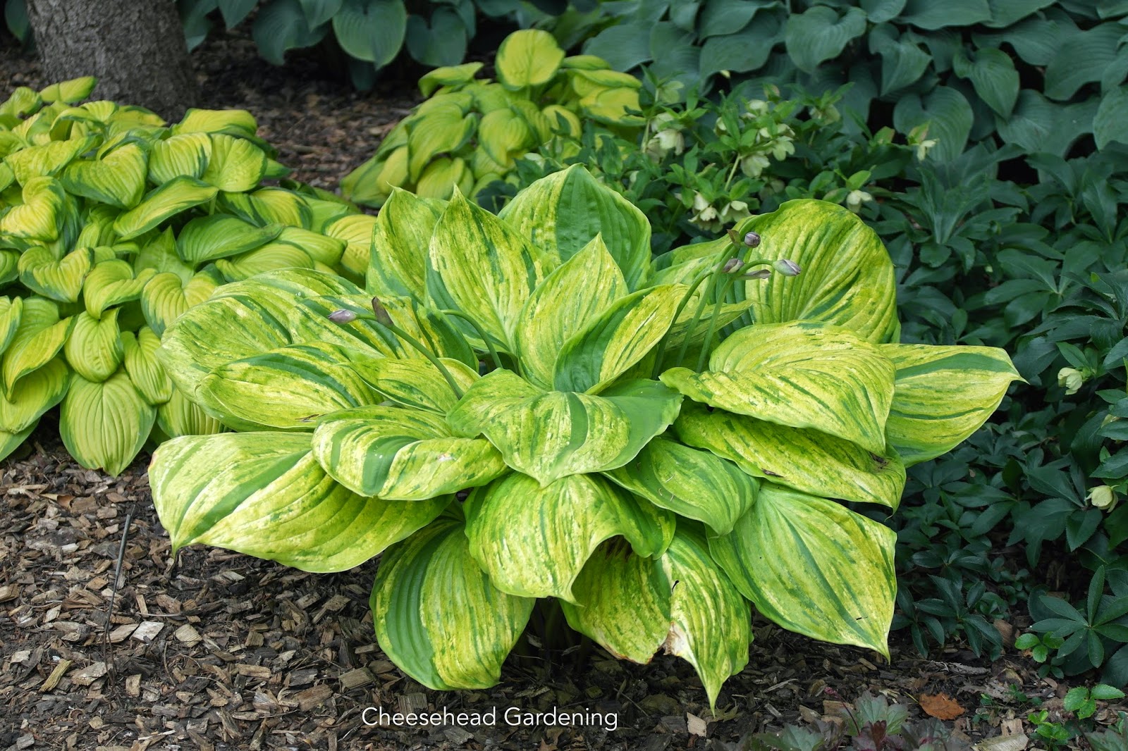 Cheesehead Gardening