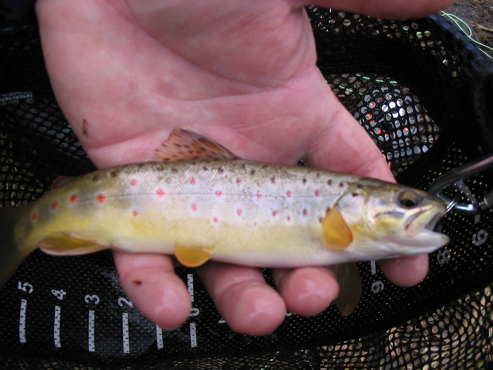 Brookies and Browns Nebraska Trout Streams