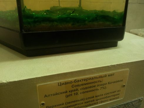 Цианобактерии в Палеонтологическим музее
