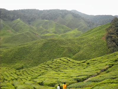 ladang teh bharat