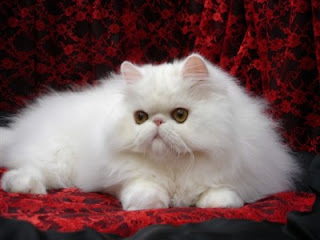 Gambar Kucing Persia yang Imut