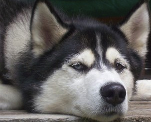 hypoglycemia in dogs insights into veterinary endocrinology q a hypoglycemia in a with hypoglycemia in dogs insights into veterinary endocrinology q a hypoglycemia in a with
