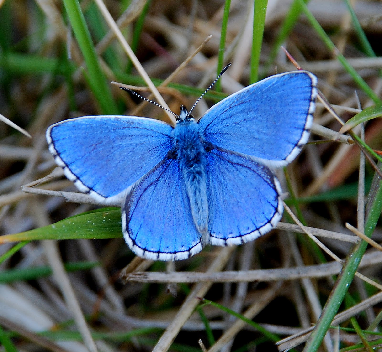 Adonis Blue butterfly Butterfly photos, Beautiful butterflies, Blue
