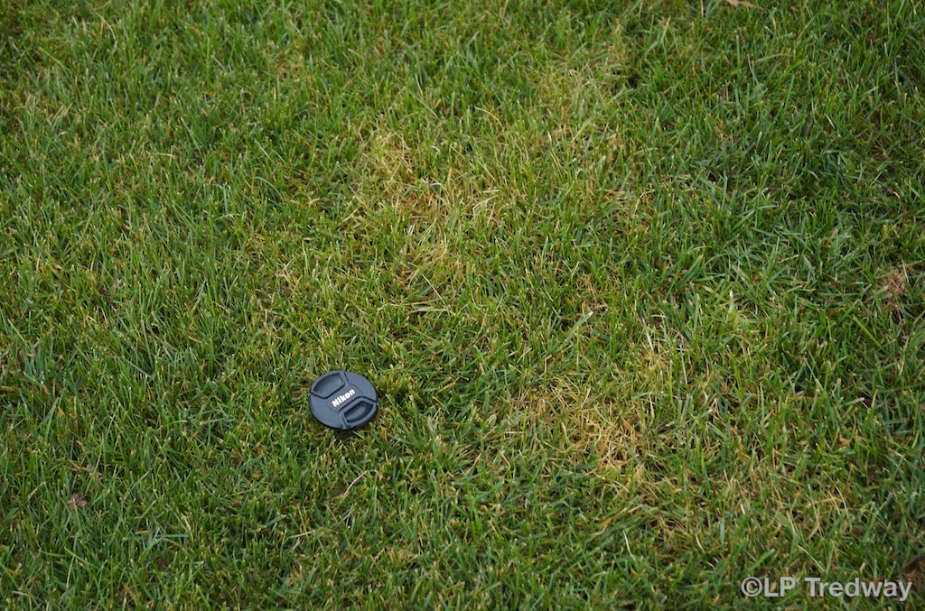 NC State Turf Pathology Watch out for yellow patch on putting greens