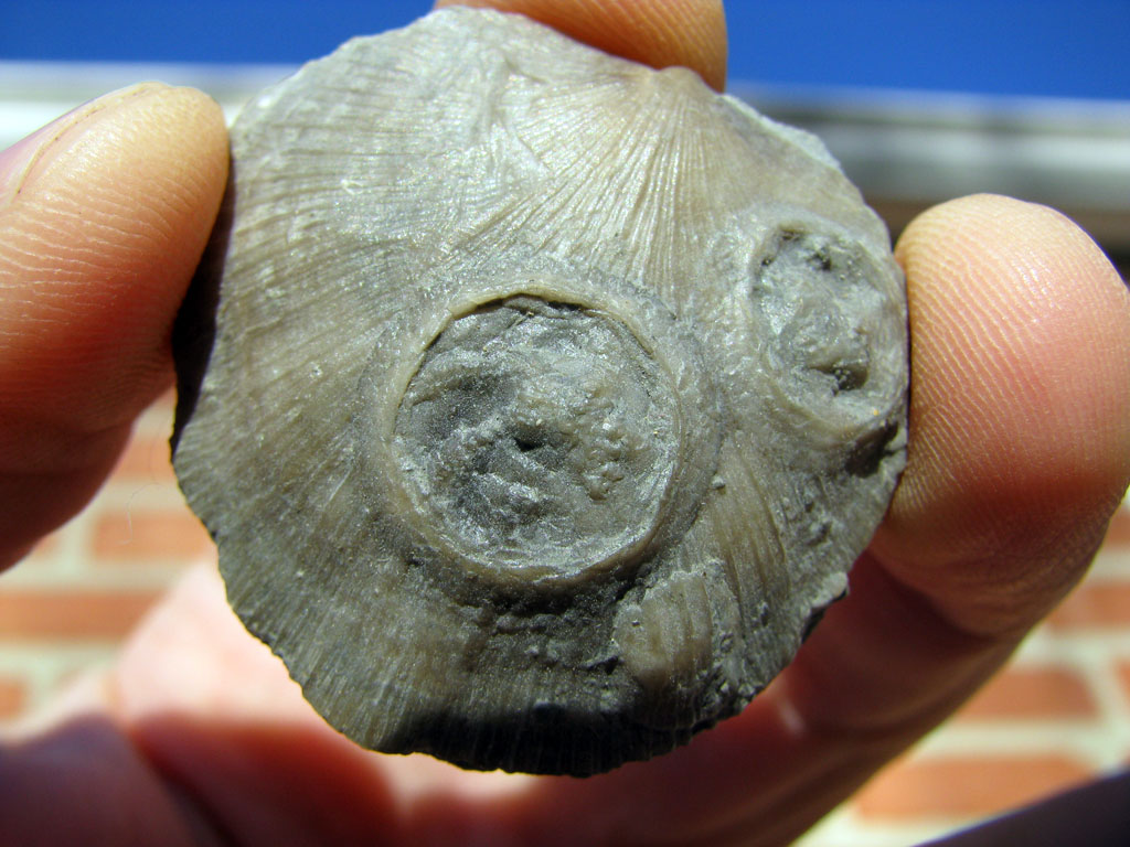 Views of the Mahantango Isorophus cincinnatiensis edrioasteroids from Ohio & Indiana