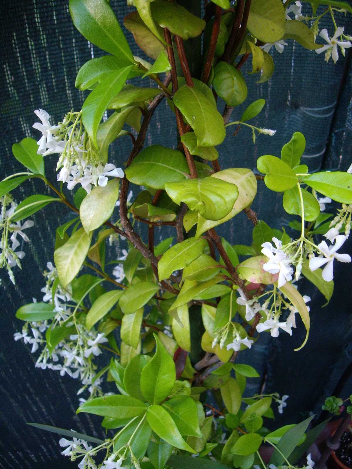 La Mar de VeRde: PLANTAS TREPADORAS CON FLOR