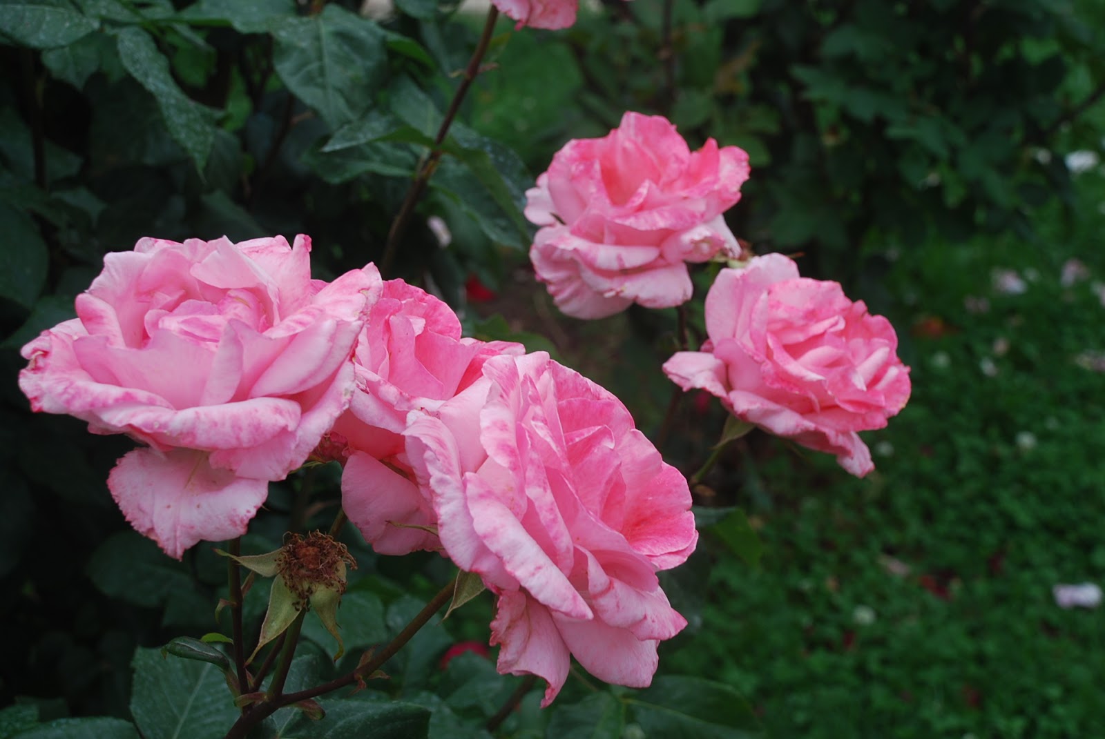 aswanacliche Roses in Greece