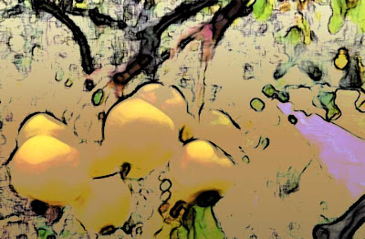 Golden Apples hang like tiny jewels Tobi Kibel Piatek