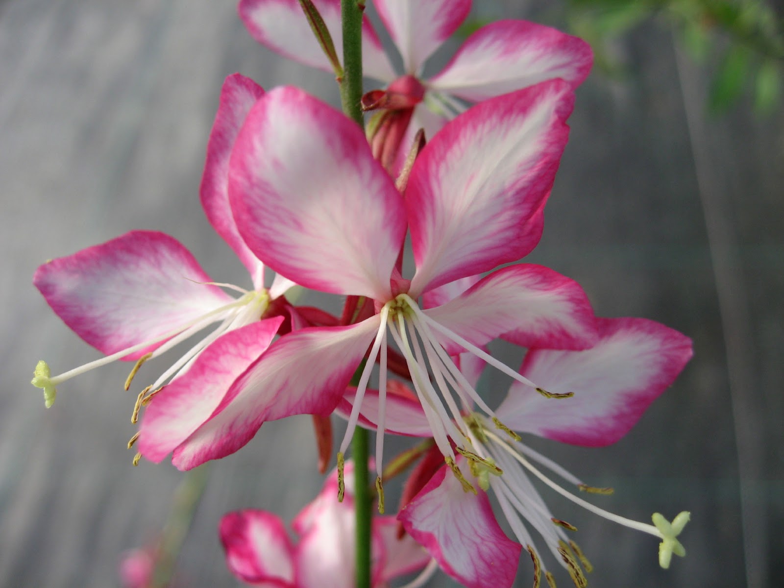 All about plants and more Gaura like dancing butterflies