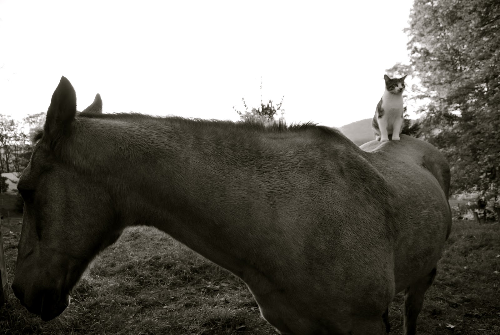 Longest Acres Blog fiddlehead and sabia and the want of horse