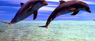 3d- Dolphin 4 iphone 5