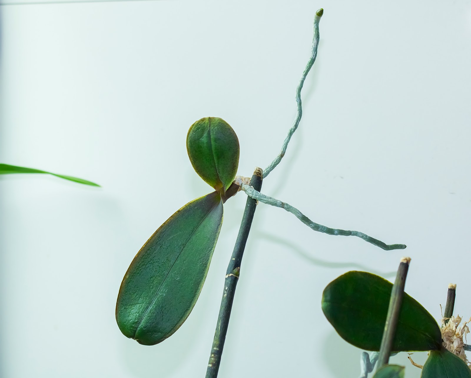 Maria's Orchids Potting the first of the phal keikis