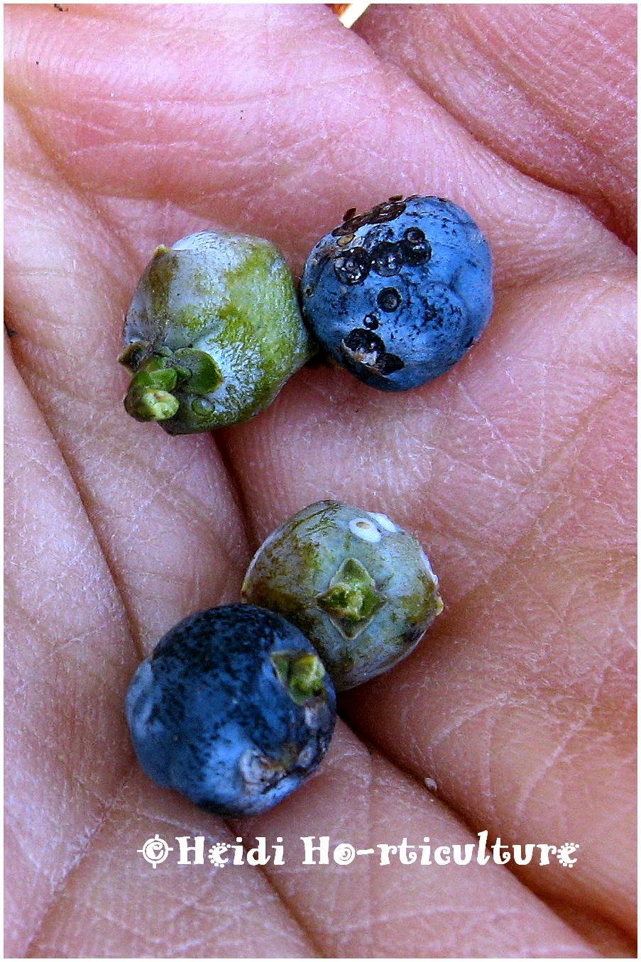 Heidi Horticulture: Collecting Juniper Berries