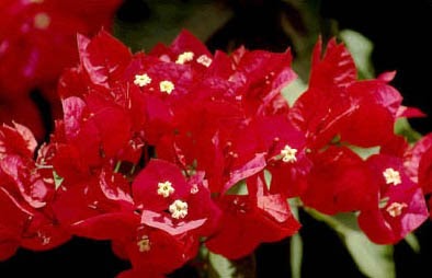 El Té de Flor de Bugambilia: Un Remedio Natural para Aliviar la Tos