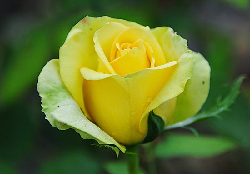 Hybrid Tea Rose Yellow