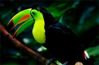 Belize Salah Satu Negara Teromantis Di Dunia Belize Salah Satu Negara Teromantis Di Dunia