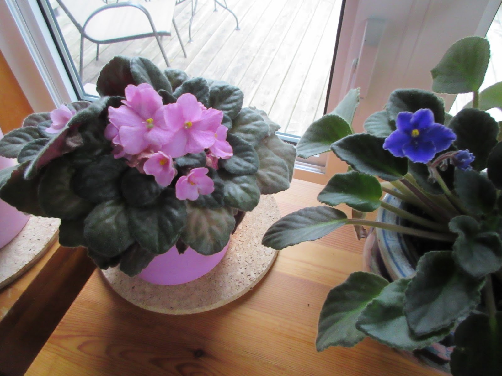 Marlene's Space African Violets... in Bloom!