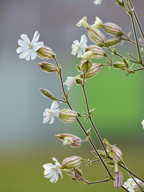 Silene latifolia subsp. alba - White campion - Avondkoekoeksbloem - Compagnon blanc - Weiße Lichtnelke