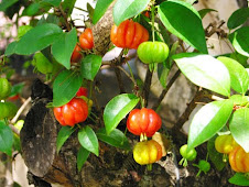 Flora Bacia Taquari-Antas - Fonte: Aepan-ONG