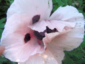 Pink Oriental Poppy