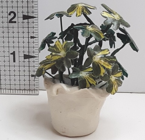 DBK Designs - Scheffliera Plant