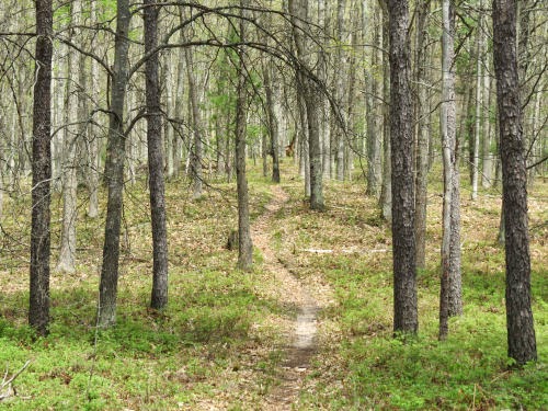 trail