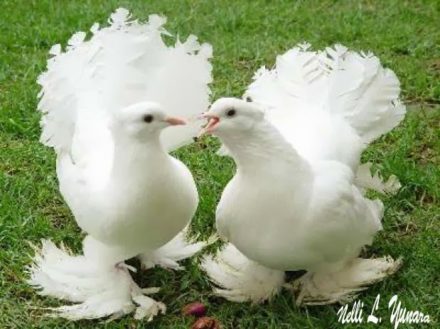 Doves