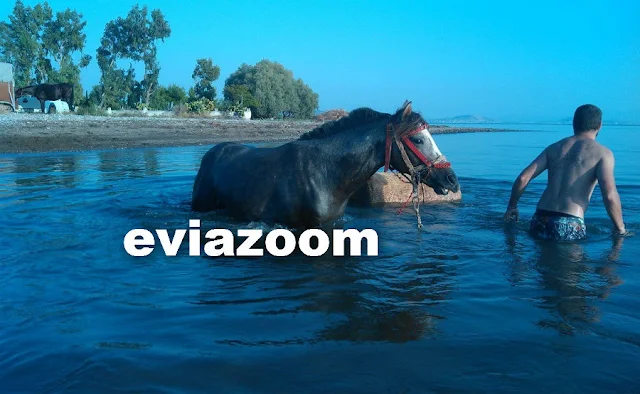 Εύβοια: Ακολούθησε το αφεντικό του στη θάλασσα - Το άλογο που μάγεψε τους πάντες στην παραλία των Πολιτικών! (ΦΩΤΟ & ΒΙΝΤΕΟ)