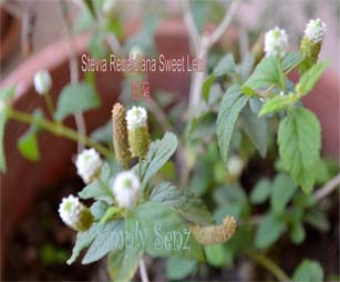 Best Natural Laxative For A Year Old Best Natural Laxative For A Year Old